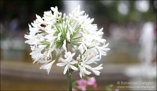 7 blomam