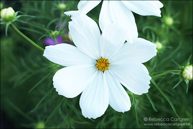 7 blomma