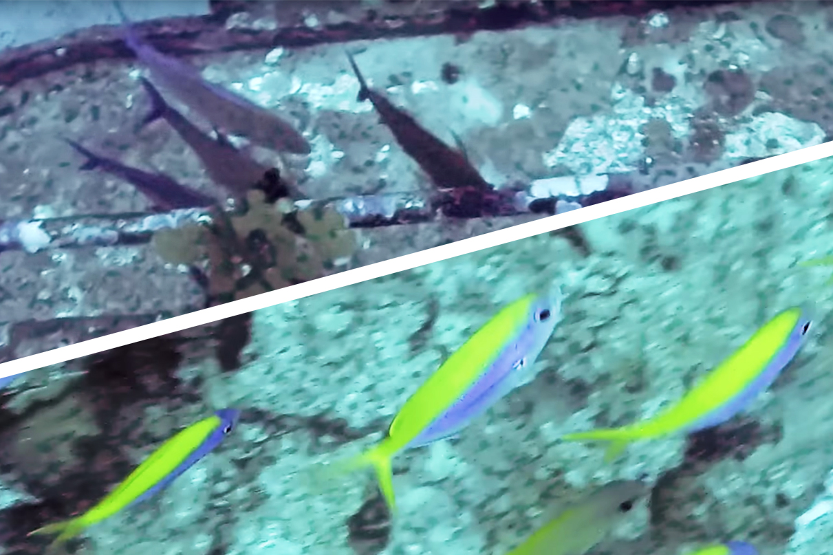 Diving Hideaway bay & Tuna wreck (Similan Islands, Thailand)