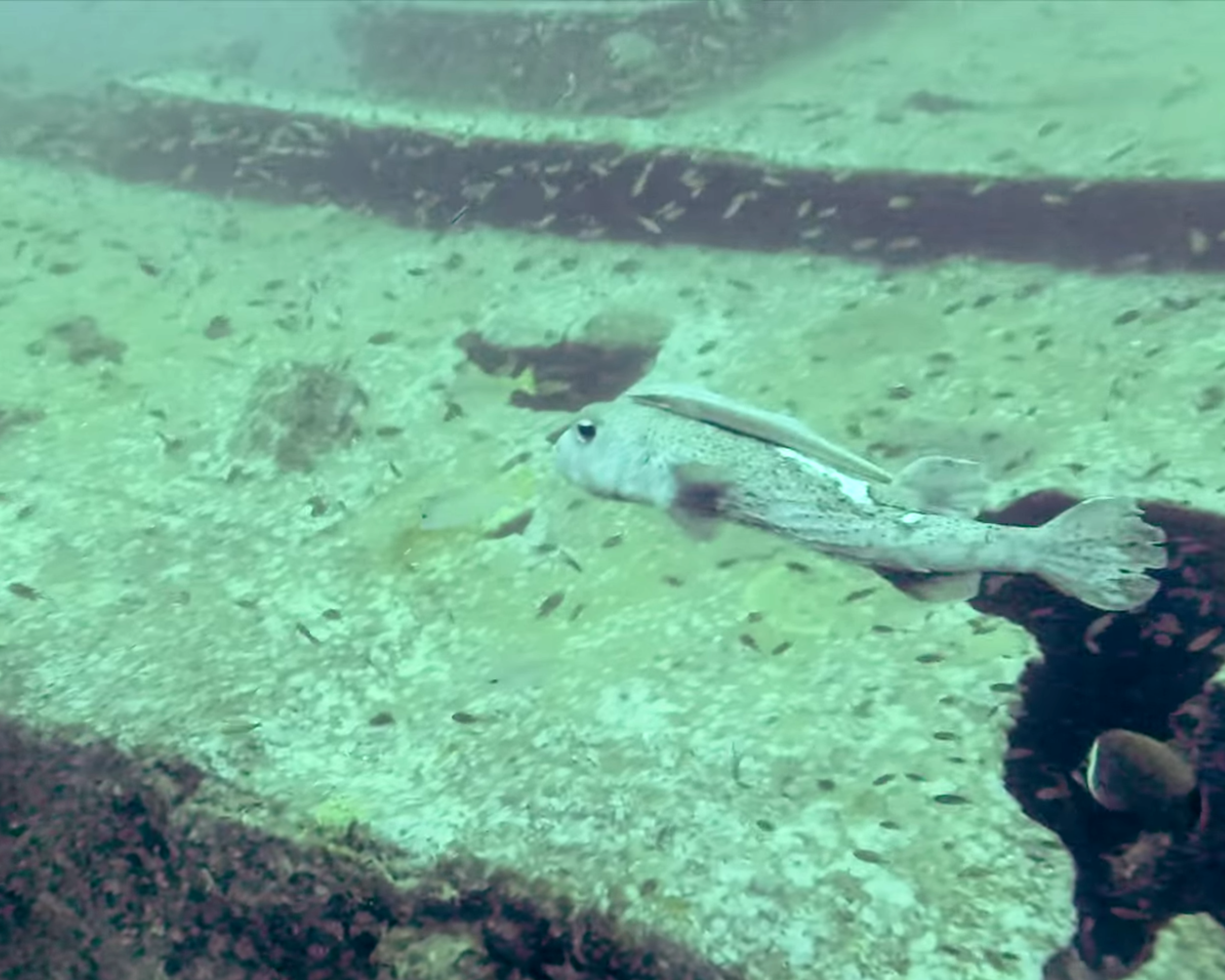 Wreck diving at Boonsung Wreck, Similan Islands