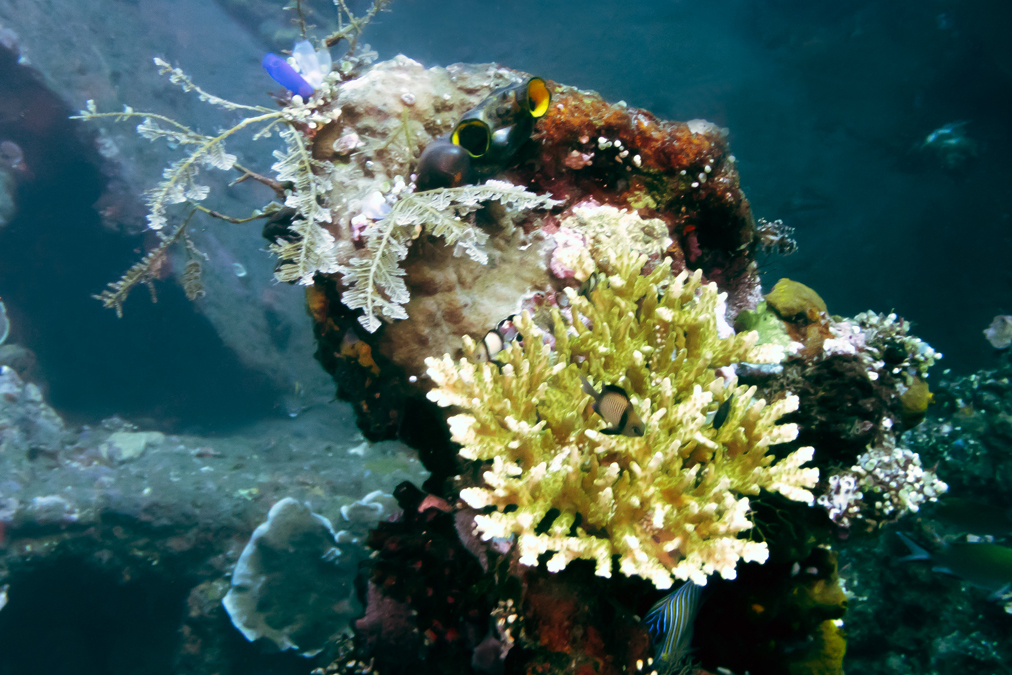 Scuba diving USAT Liberty Wreck